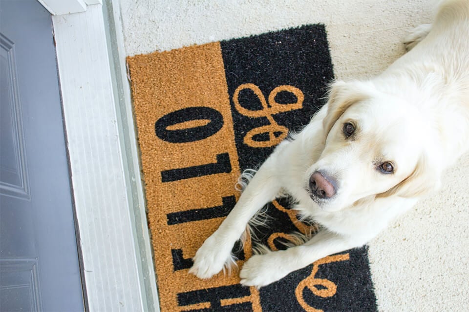 Dog on a door mat