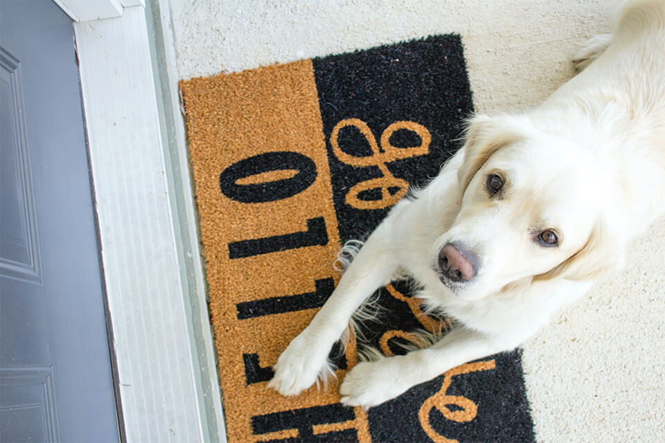 Dog on a door mat looking up