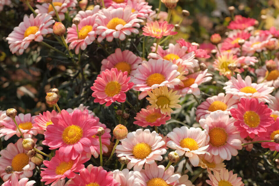 Pink yellow flowers