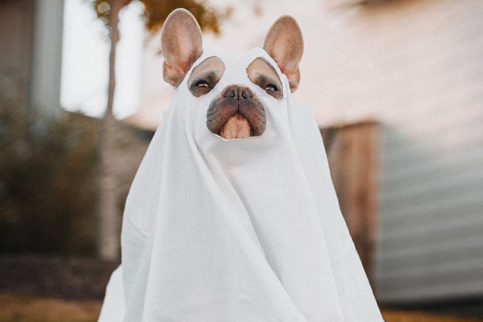 Adorable and Hilarious Dog Ghost Costume Stealing the Show at the Halloween Party!